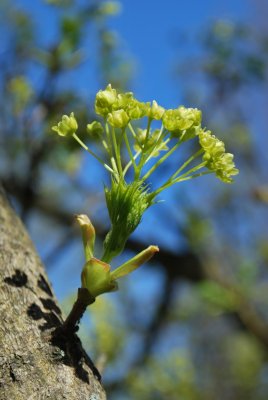 Acer platanoides 'Dissectum' - javor mléčný - květenství